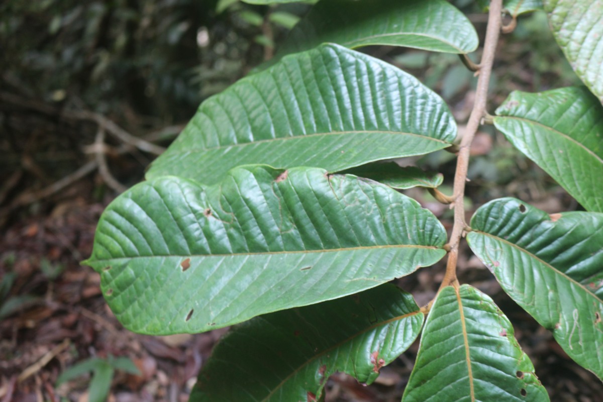 Uvaria semecarpifolia Hook.f. & Thomson